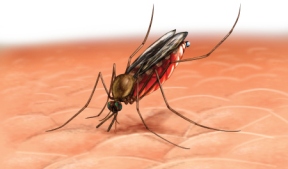 Penyebab, ciri-ciri penyakit malaria dan obat alami